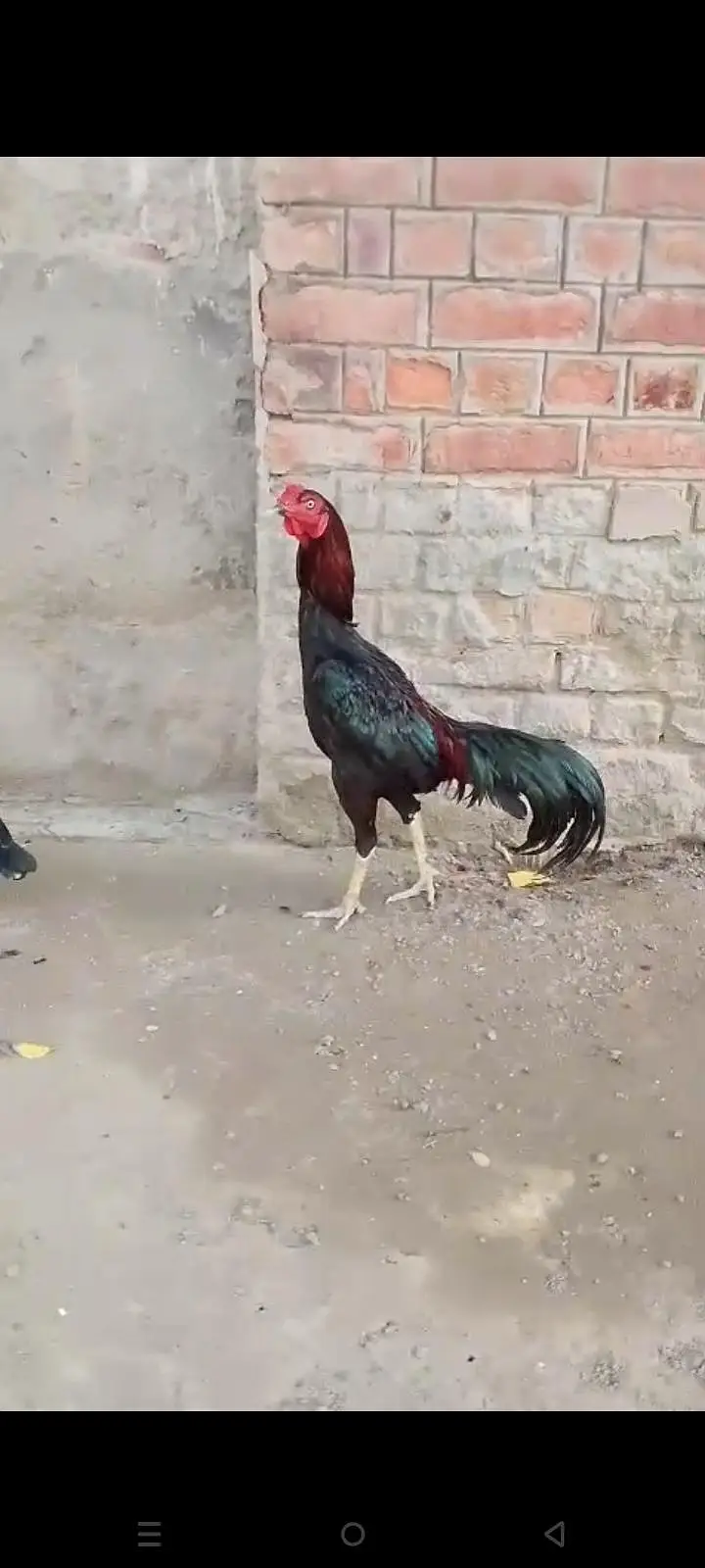 mashallah cheez apka samna han