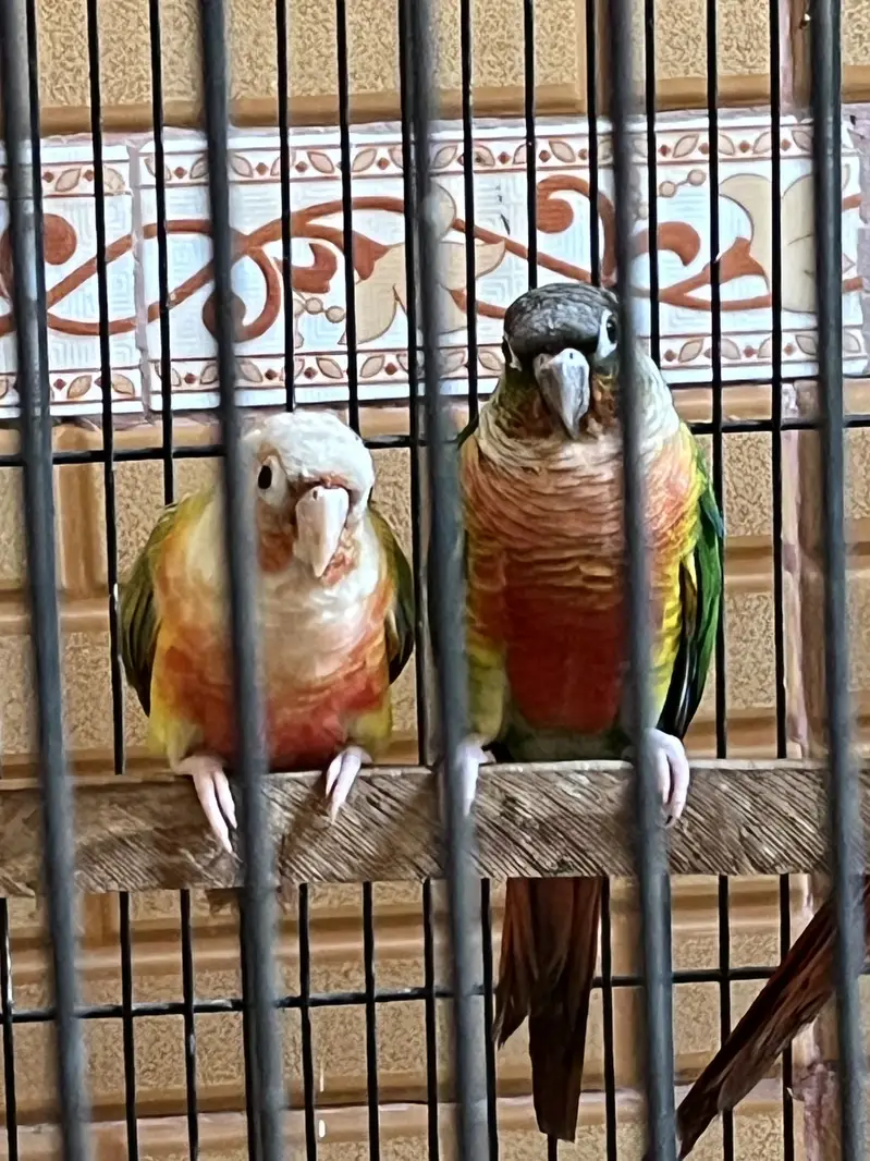 High red factor Breeder pairs available