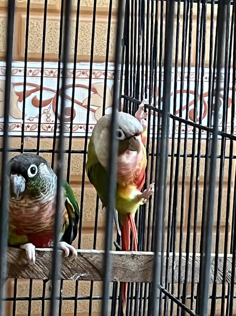 High red factor Breeder pairs available — photo 2