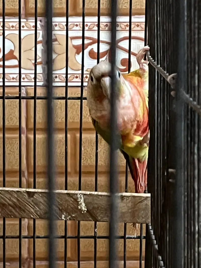 High red factor Breeder pairs available — photo 3