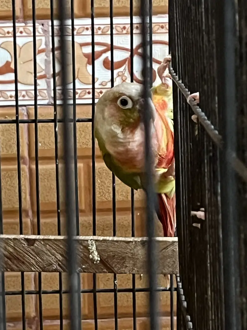 High red factor Breeder pairs available — photo 7