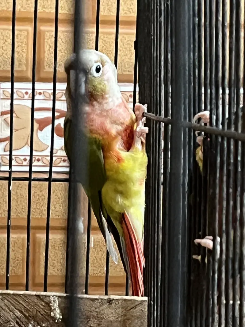 High red factor Breeder pairs available — photo 8