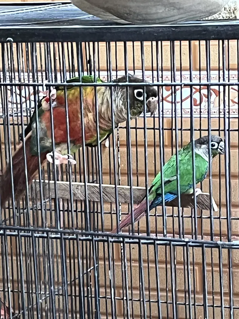 High red factor Breeder pairs available — photo 10