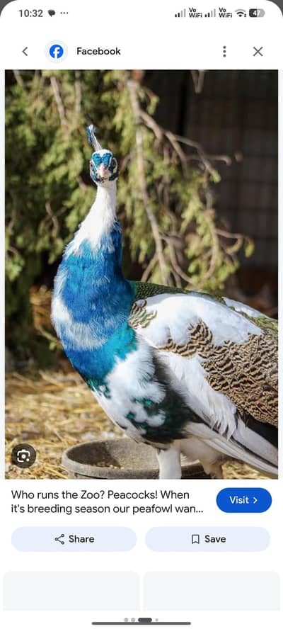 A+ quality Indian blue shoulder bareedr pair  for sale