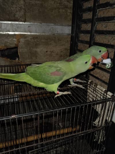 macaw parrot