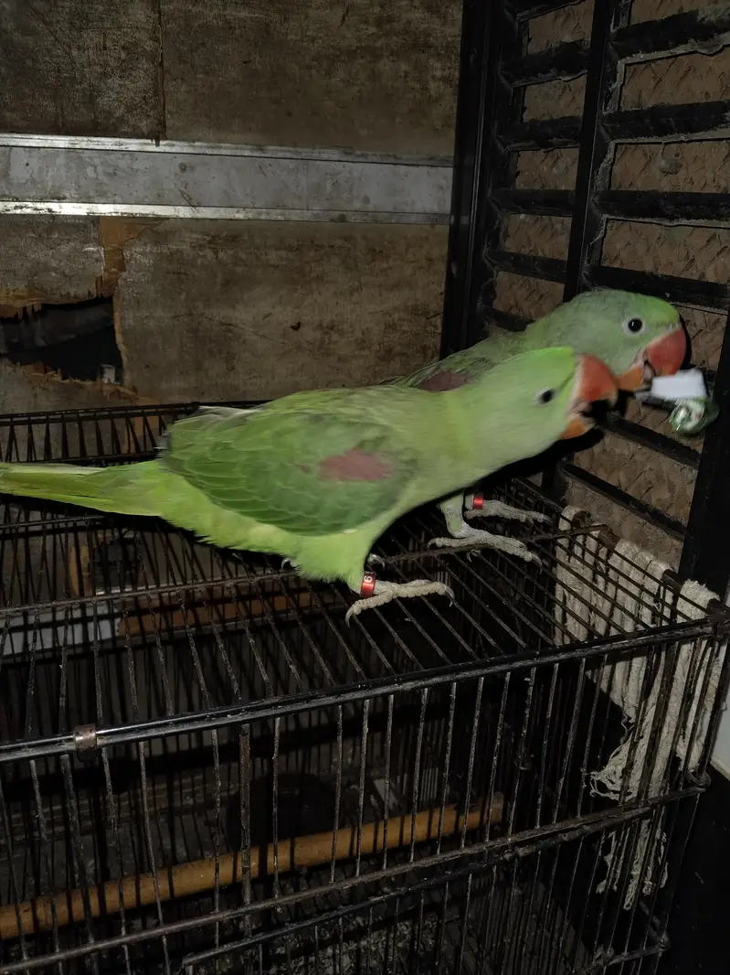 macaw parrot
