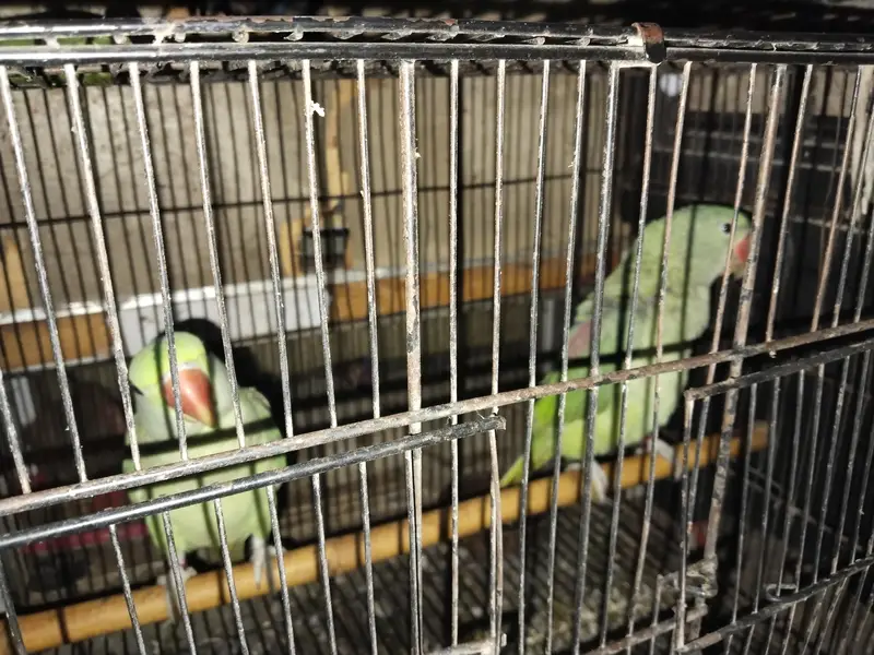 macaw parrot — photo 2