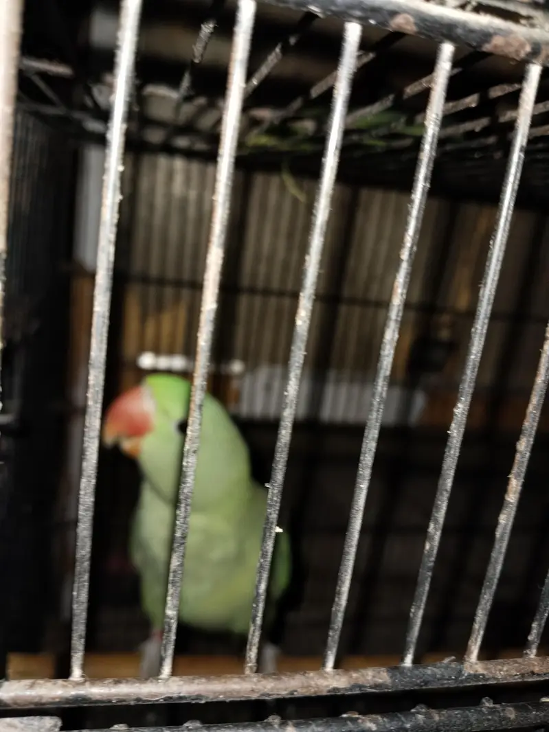 macaw parrot — photo 3