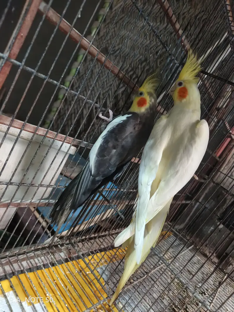 Coktial breeder pair for sale