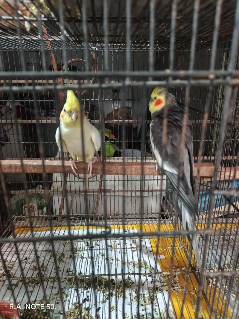 Coktial breeder pair for sale — photo 2