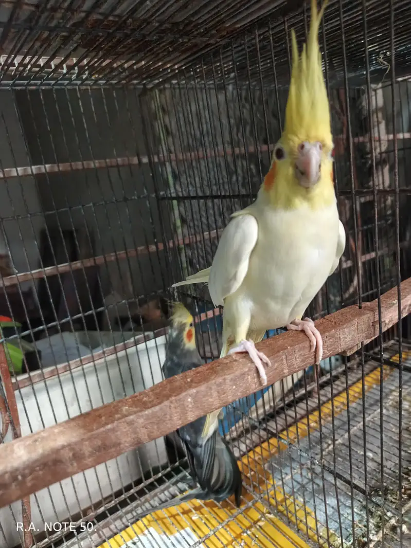 Coktial breeder pair for sale — photo 3