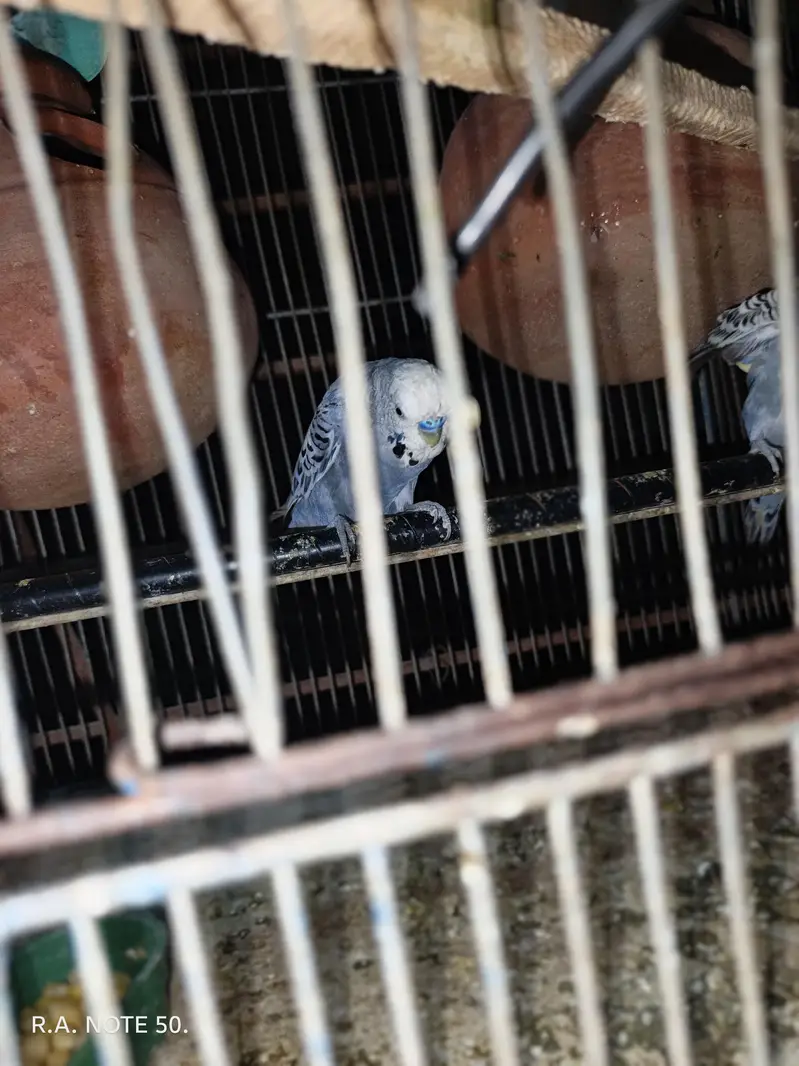 Coktial breeder pair for sale — photo 5