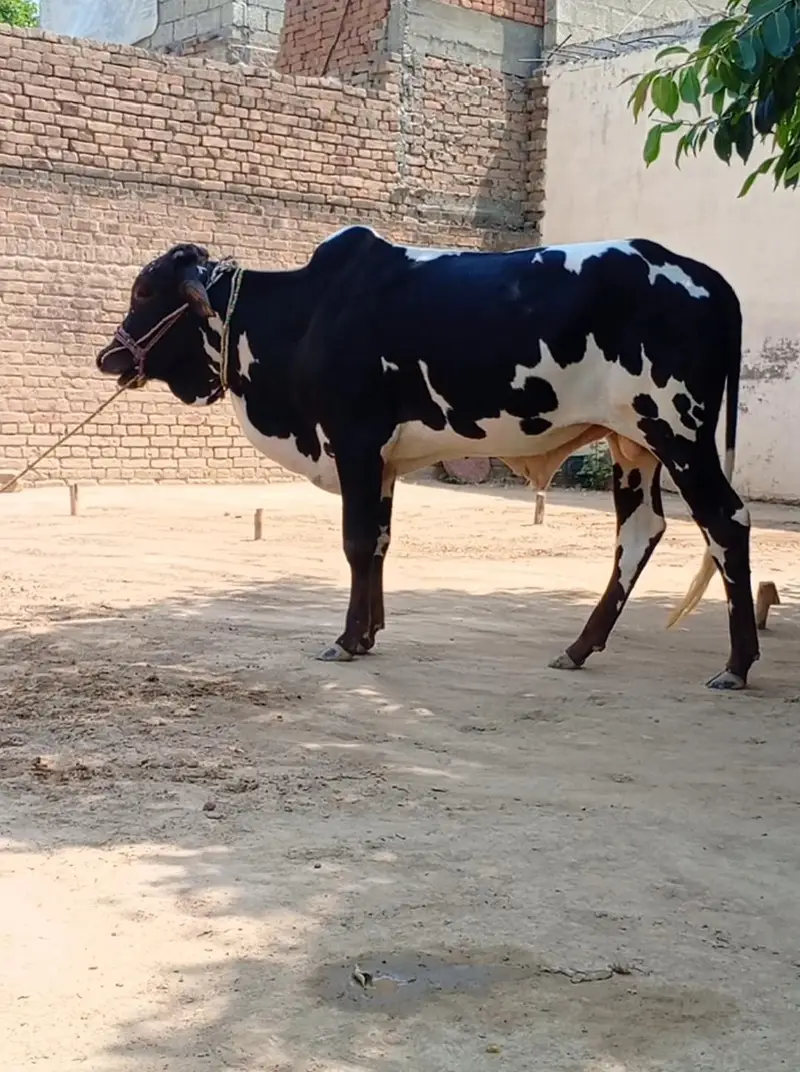Beautiful Kheera Bachra — photo 3