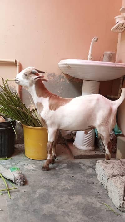 Goat for Sale