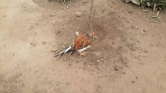Ma Sh Allah Mahndiya aseel for Sale