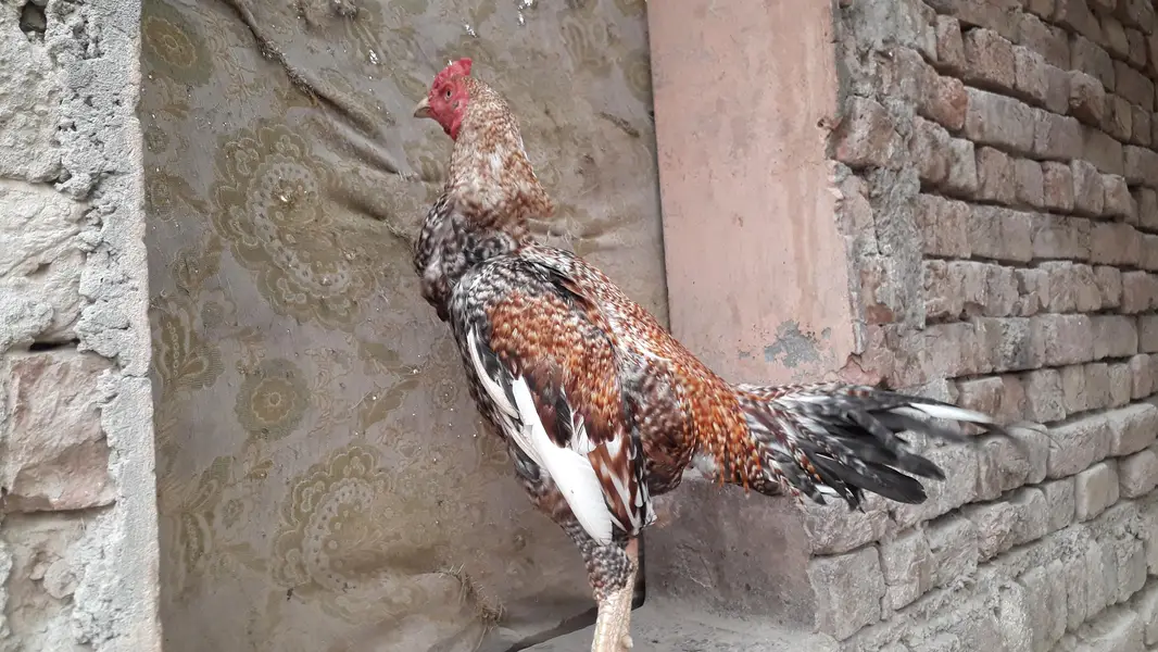 Ma Sh Allah Mahndiya aseel for Sale — photo 2