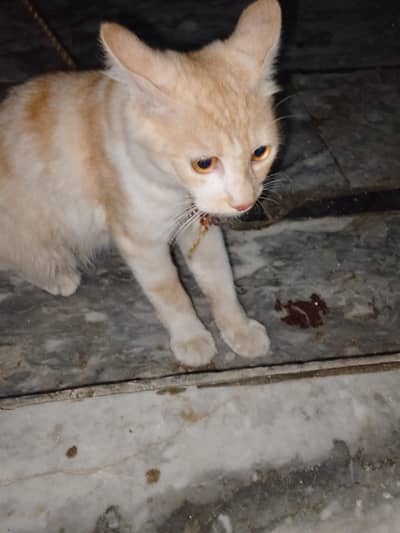 pure short hair Persian cat