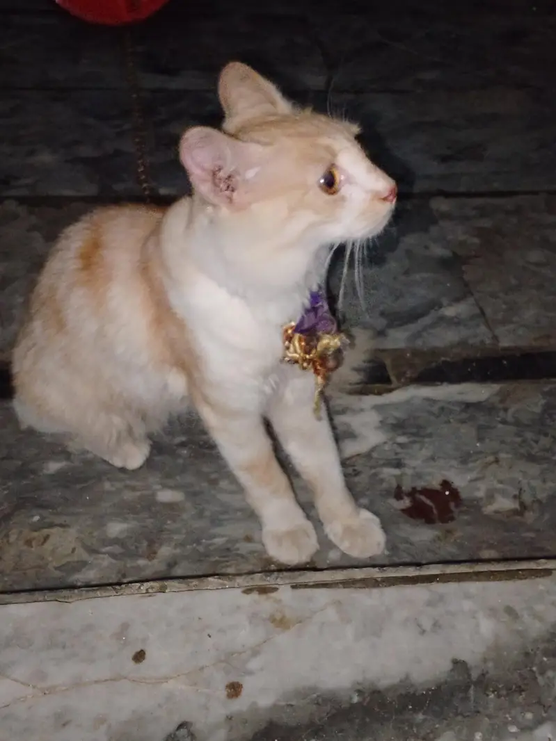 pure short hair Persian cat — photo 3