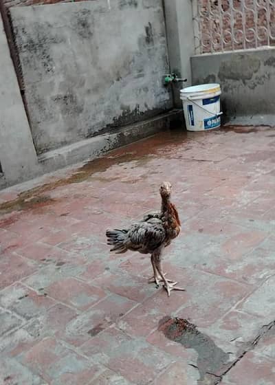 Mianwali Breed Chicks