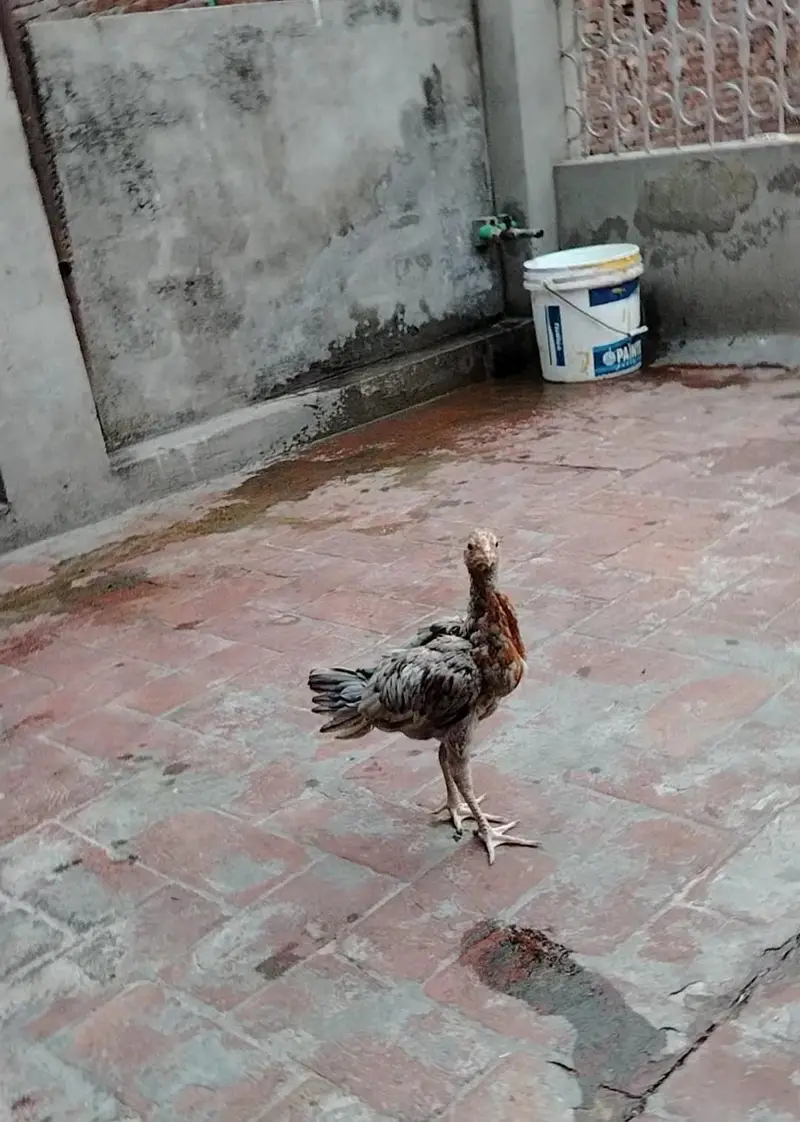 Mianwali Breed Chicks