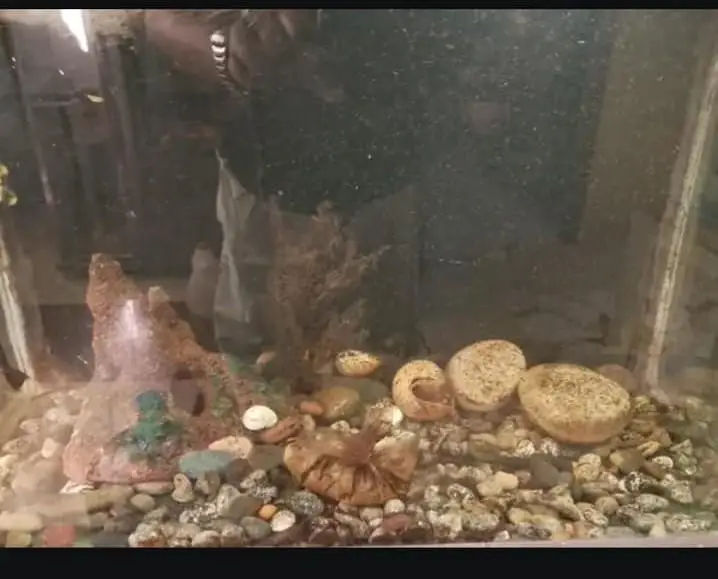 Fish Aquarium for sale — photo 3