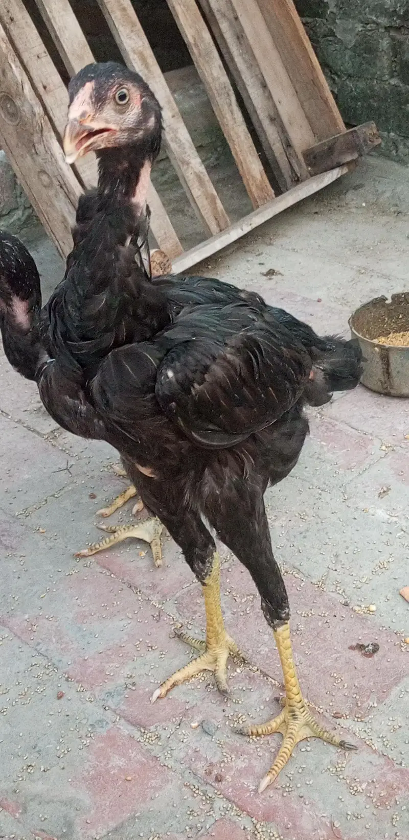 for sale
