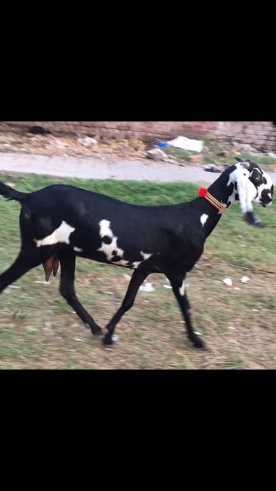 Female Beetal Goat