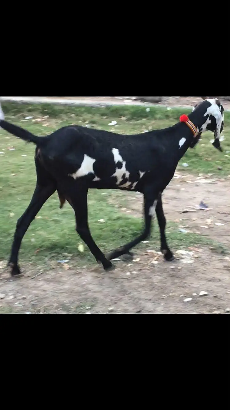 Female Beetal Goat — photo 2