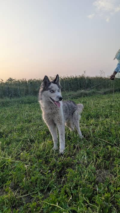 Siberian Husky.