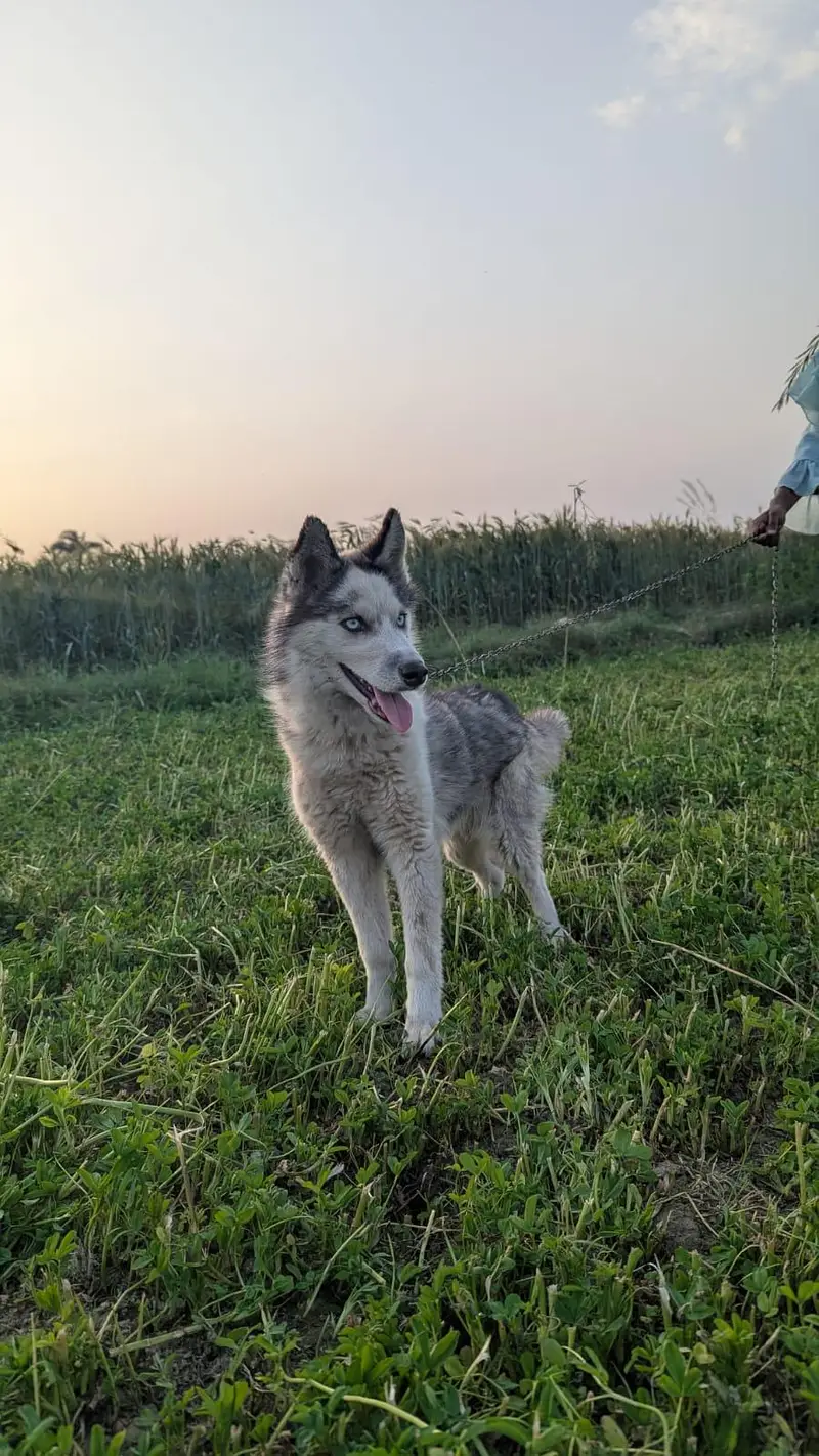 Siberian Husky.