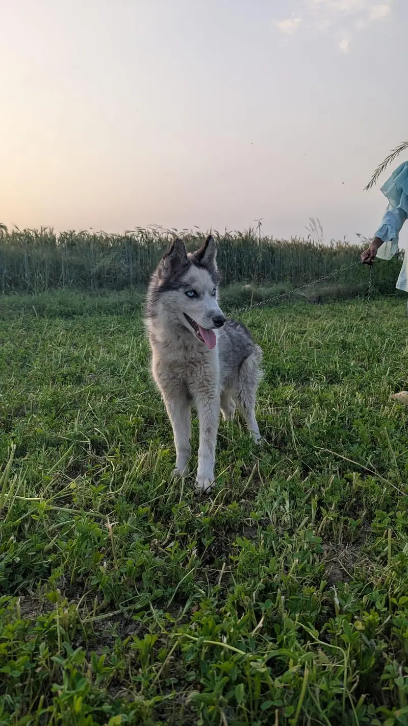 Siberian Husky. — photo 2