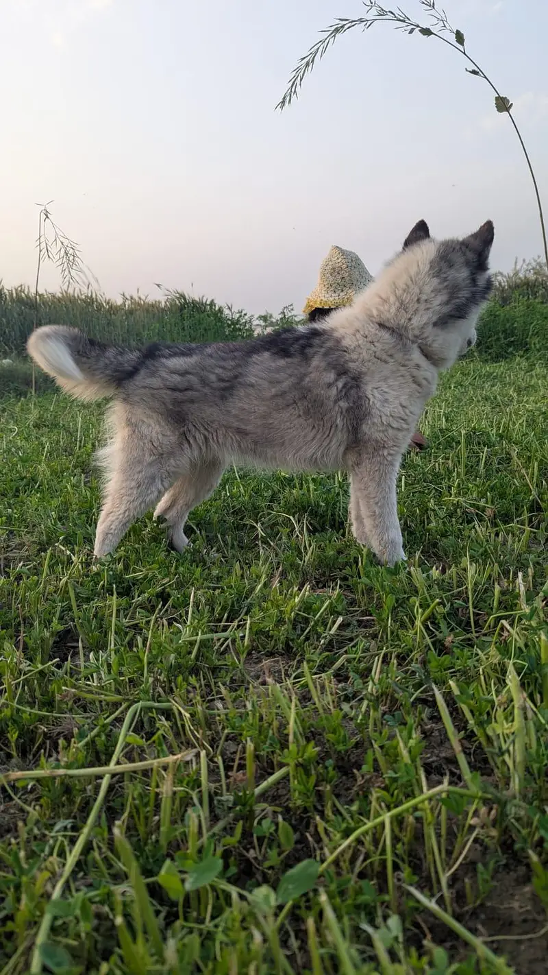 Siberian Husky. — photo 3