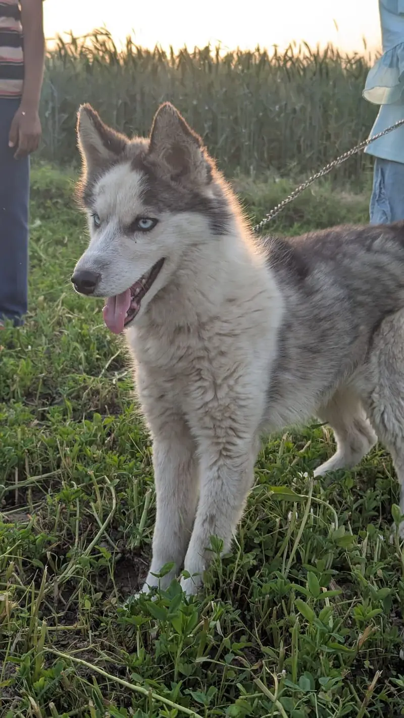 Siberian Husky. — photo 4