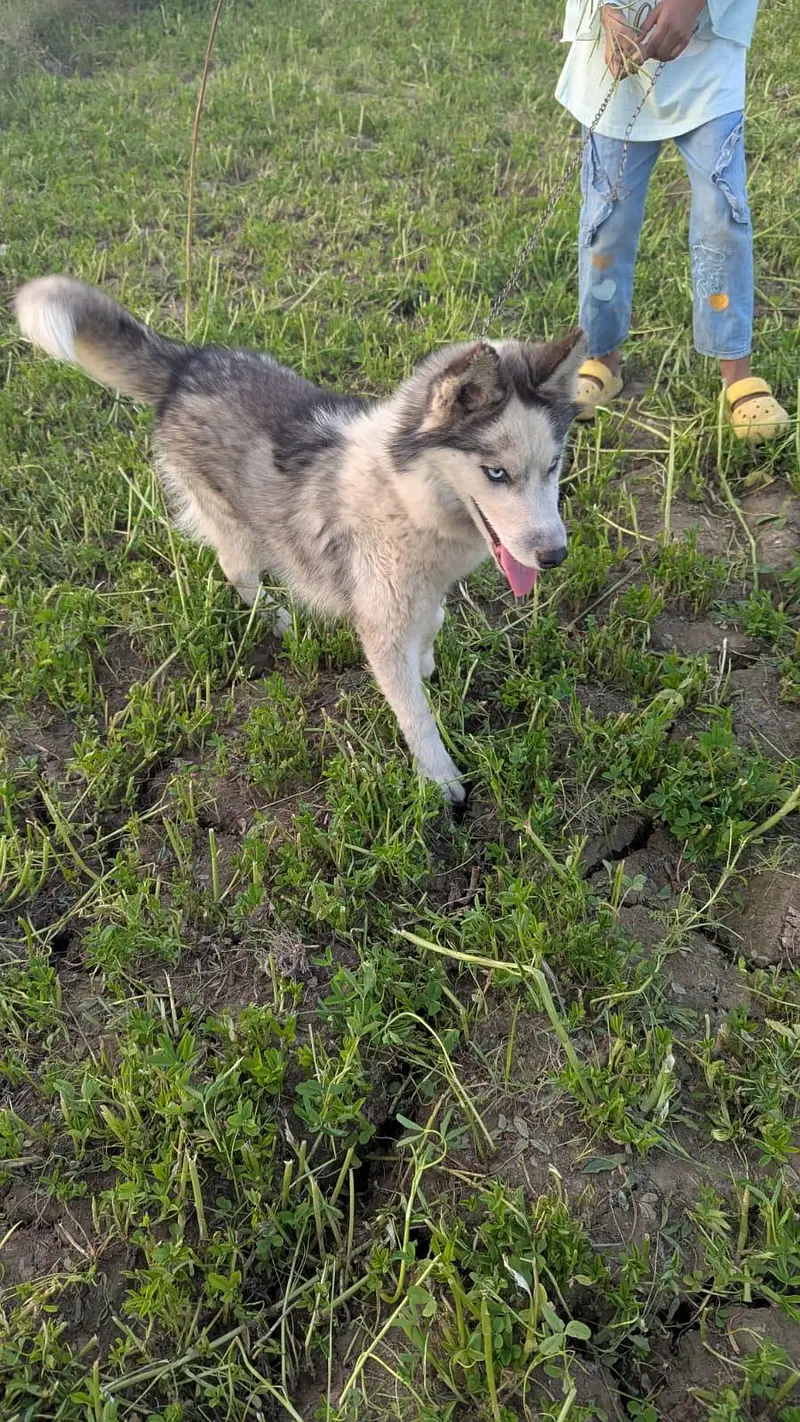 Siberian Husky. — photo 5