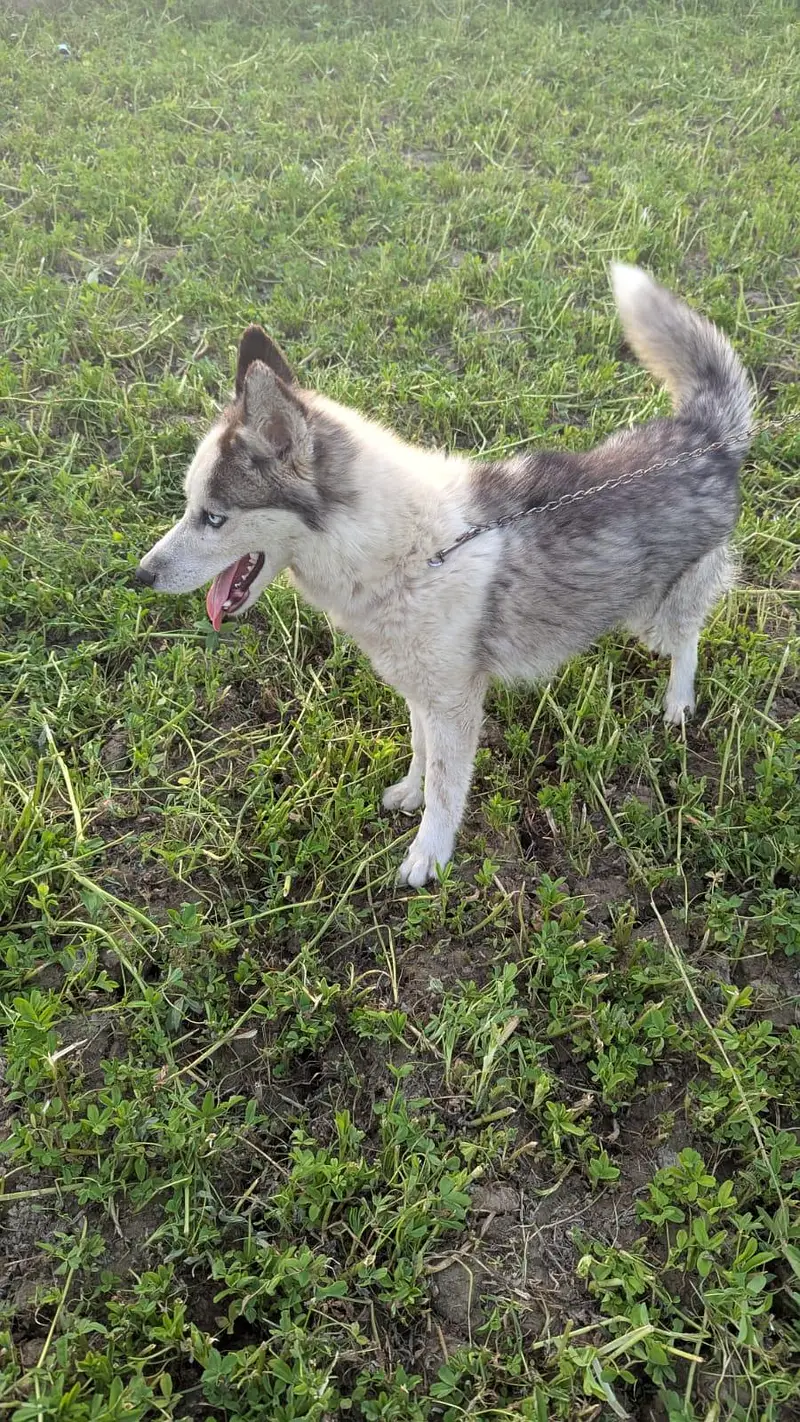 Siberian Husky. — photo 6