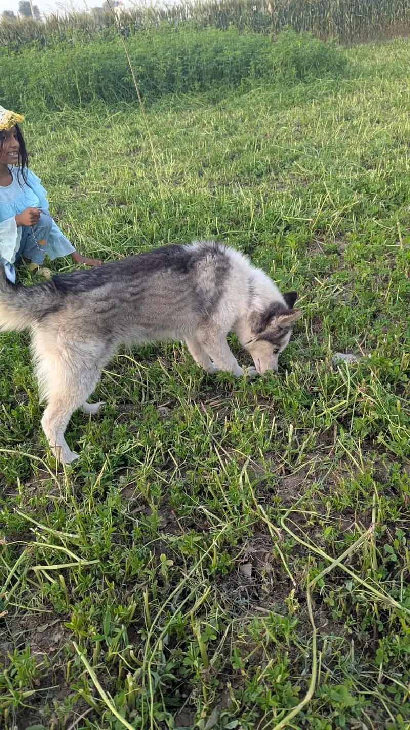 Siberian Husky. — photo 7