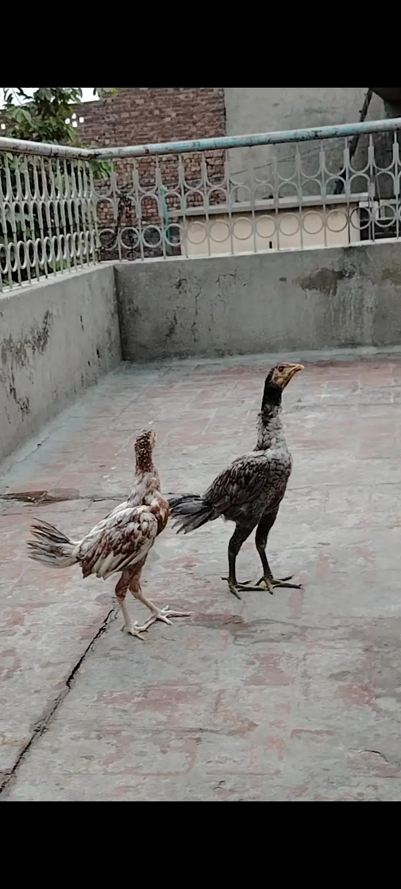Mianwali Breed Chicks — photo 2