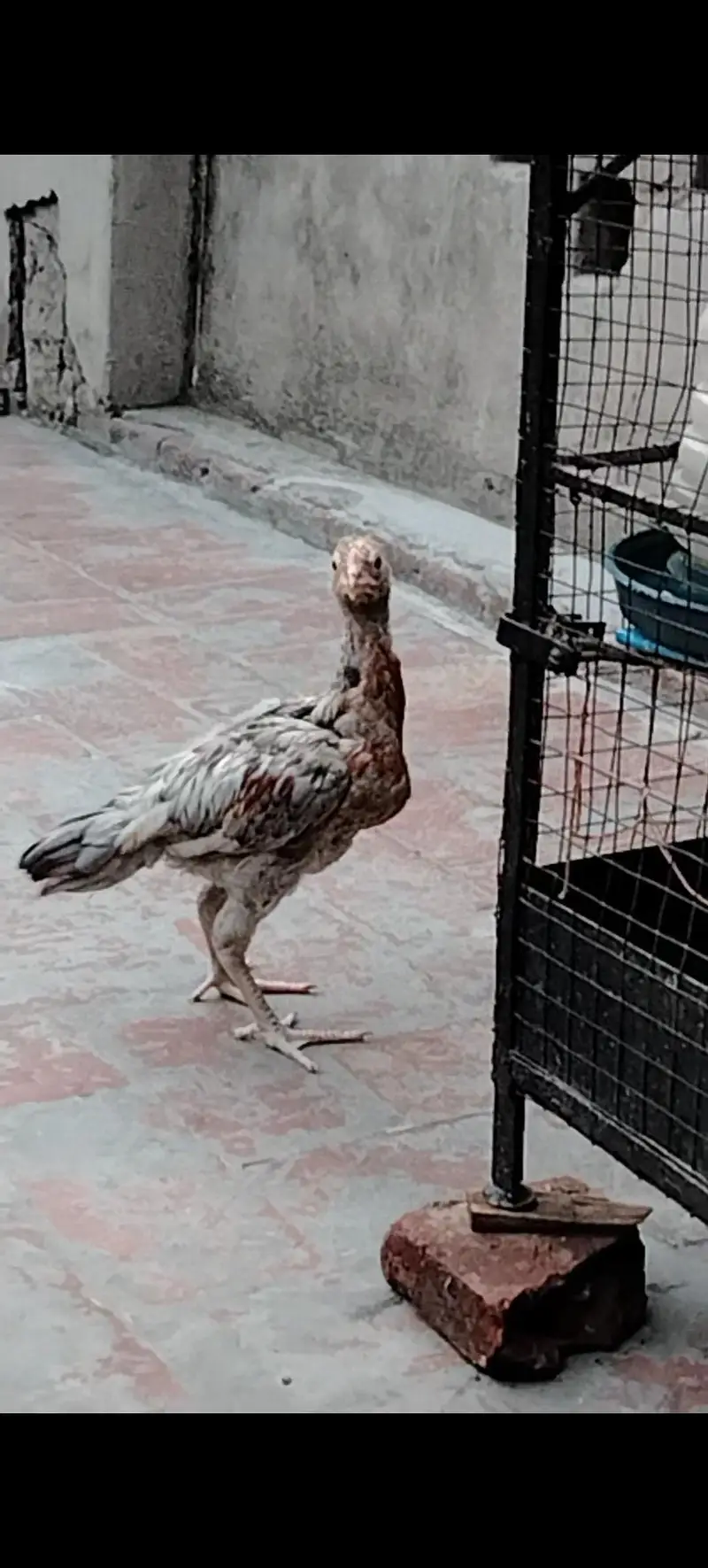 Mianwali Breed Chicks — photo 4