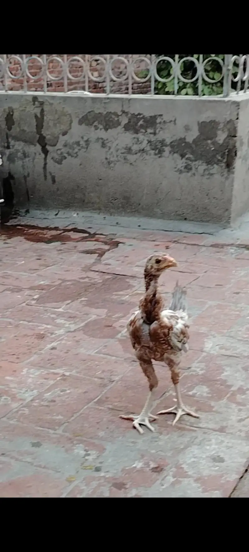 Mianwali Breed Chicks — photo 5