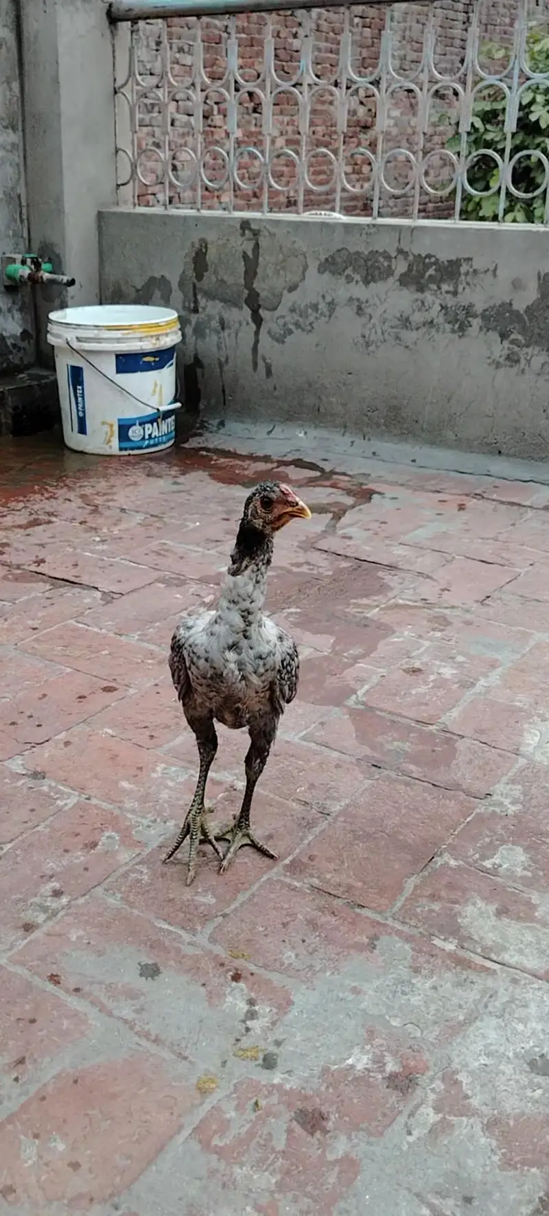 Mianwali Breed Chicks — photo 6