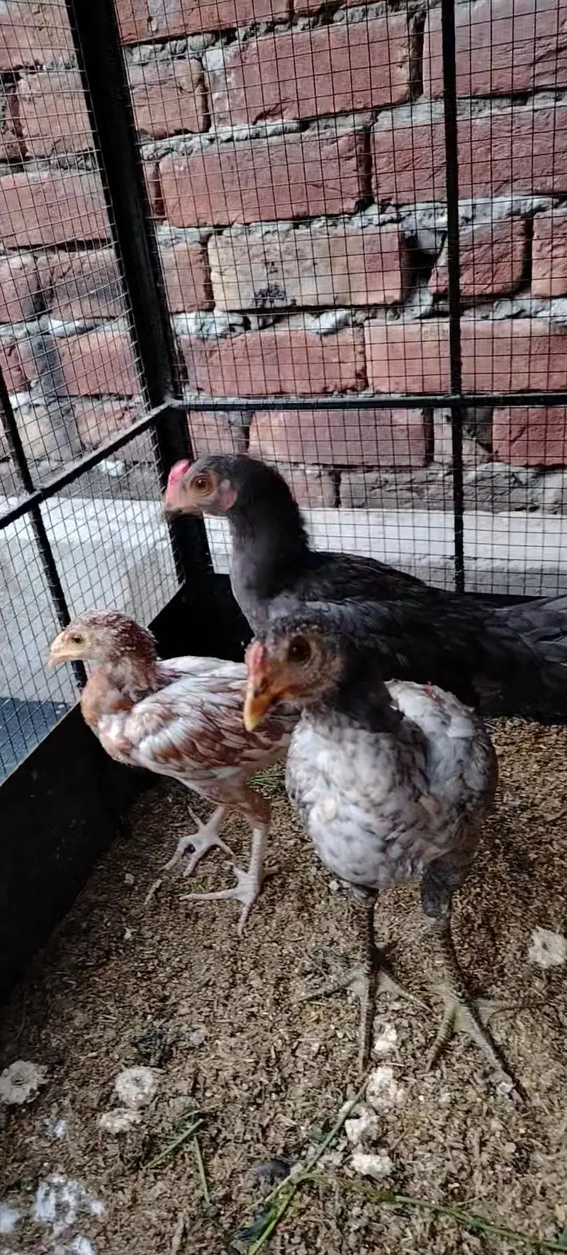 Mianwali Breed Chicks — photo 7