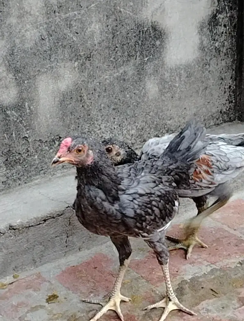 Mianwali Breed Chicks — photo 2