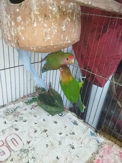 hand temed parots jori