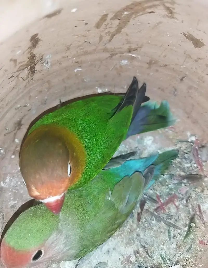hand temed parots jori — photo 2