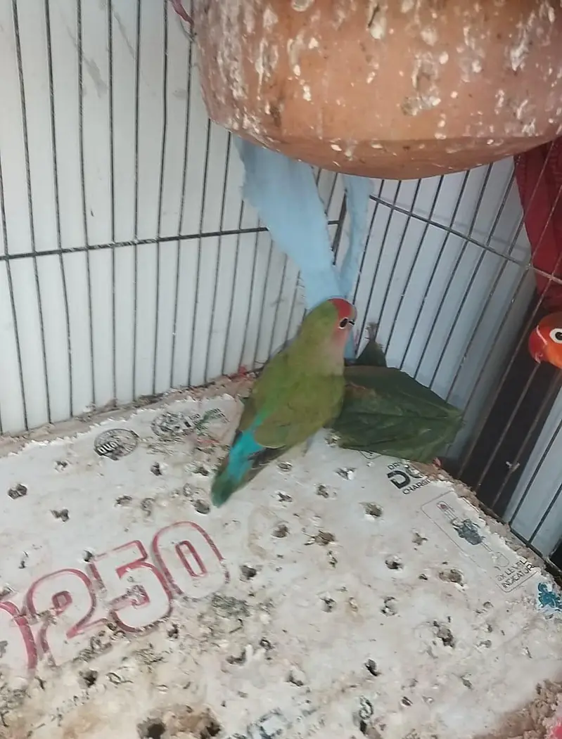 hand temed parots jori — photo 4