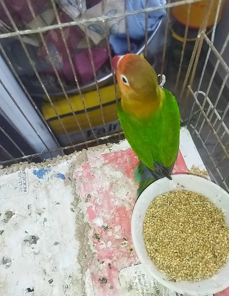 hand temed parots jori — photo 5
