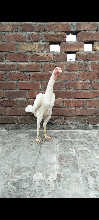 o Shamo king size pathi 8 month 03340842408