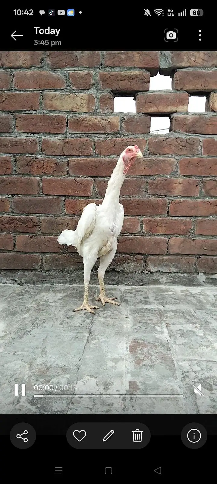 o Shamo king size pathi 8 month 03340842408 — photo 2