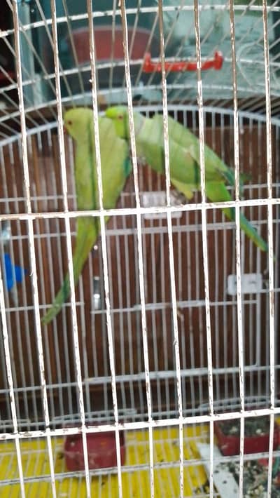 Pair for sale with cage 15k or without Cage 13k