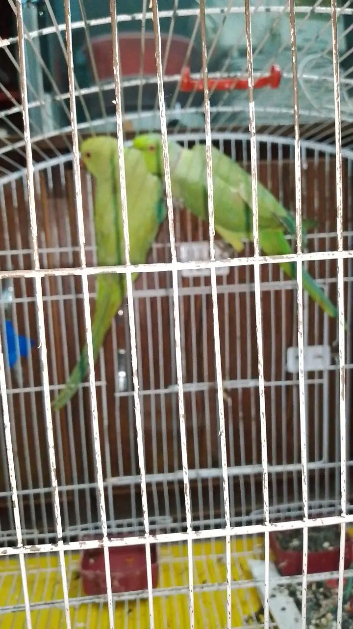 Pair for sale with cage 15k or without Cage 13k